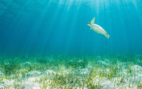 Marine Managed Areas