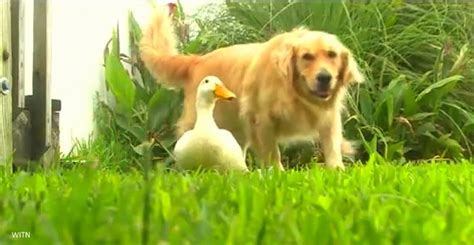 Dog And Duck Are Best Friends Life With Dogs
