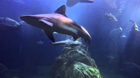 The Shark Tank At Adventure Aquarium Camden Nj Youtube