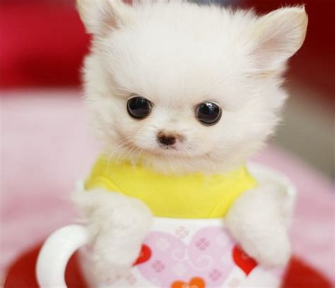 A Cute Teacup Puppy Puppy Photos Puppy Pictures Animal Pictures Cute