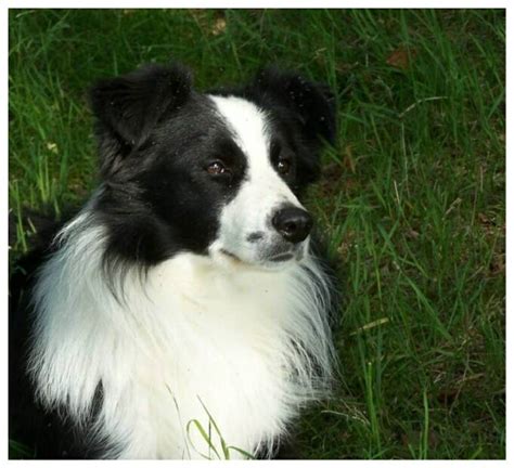 Rehome buy and sell, and give an animal a forever home with preloved! Gak Sido Riyoyo: Border Collie puppies for sale