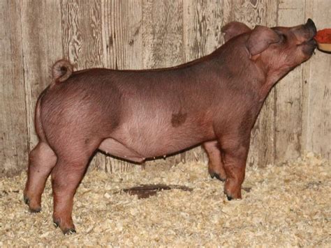 Show Pigs For Sale Robinson Livestock