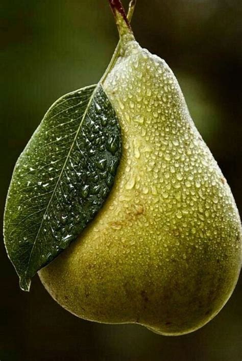 Pin By Johnd On N Nature Details Fruit Fruit Garden Fruit Photography