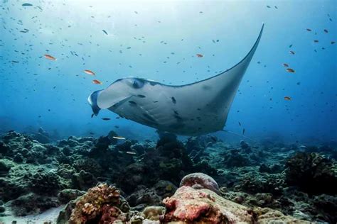 From Bali Swim With Manta Rays In Nusa Penida Getyourguide