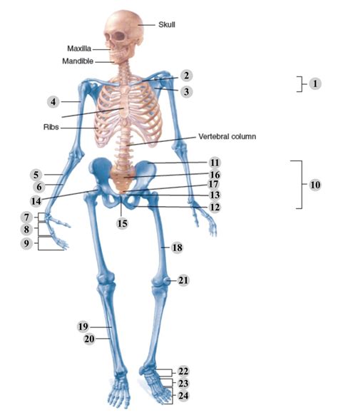 Major Bones Of The Axial And Appendicular Skeleton Diagram Quizlet
