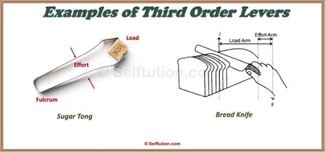 Types Of Levers First Second And Third Order Examples Selftution