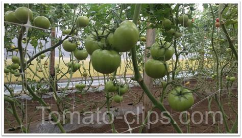 Tomato Clips Make The Binding Of Your Plants More Efficient