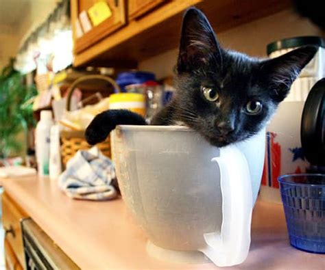 Kittens In The Kitchen A Cuteness Break For Your Post Holiday Tuesday