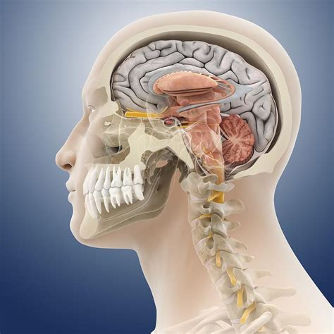 Anatomy Of The Head And Neck Anatomy Science Chiropractic Giftideas