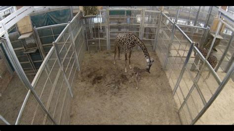 Baby Giraffe Born At Columbus Zoo