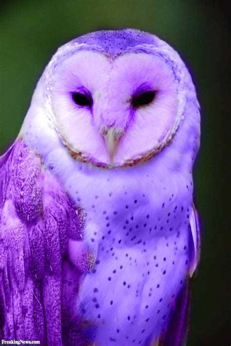 Purple Owl Purple Owl Beautiful Birds Owl Pictures
