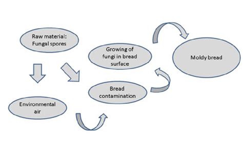 Processes Involved In Fungal Contamination Of Breads In Industry