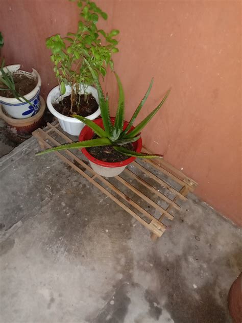 Bagaimana cara mengolah pisang raja agar dapat bertahan lama? UMMI JOURNEY: Tanam pokok di rumah flat: Pokok sambung ...