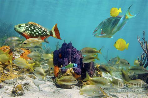Colorful Sea Life Underwater Caribbean Sea Photograph By Dam Pixels