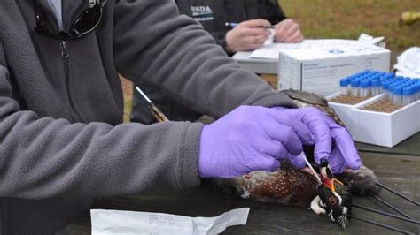Waterfowl Hunters Help Epidemiologists Monitor The Spread Of Avian Flu