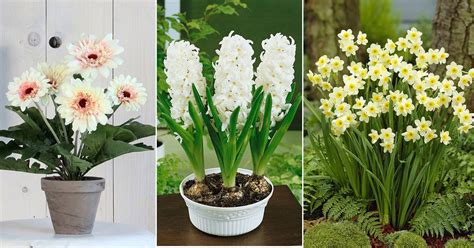 Check spelling or type a new query. 30 Exclusive White Flower Plants in India • India Gardening