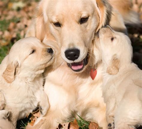 Golden Retriever Puppies Pictures Cute And Adorable