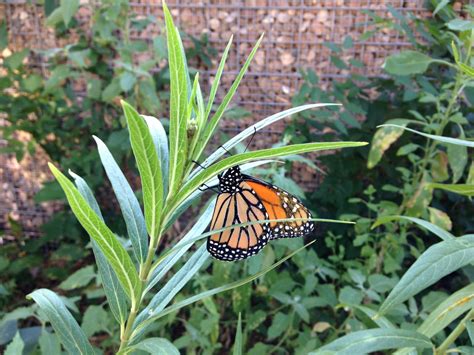 Monsanto We Are Absolutely Committed To Monarch Butterfly
