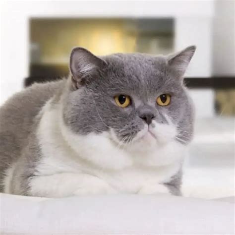 10 Gorgeous Grey And White Cat Breeds Catspurfection