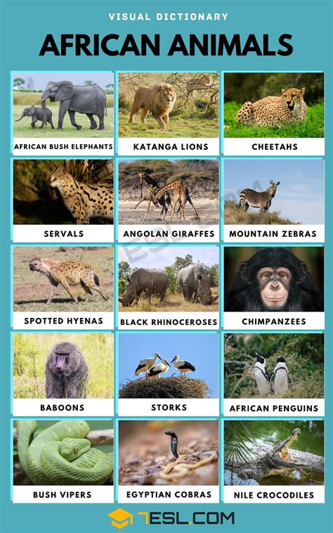 African Animals List Of African Animals With Fun Facts And Pictures • 7esl