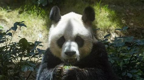 Entertainmentnews Worlds Oldest Known Male Giant Panda An An Dies At 35