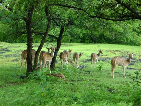 Must Visit Places In Gujarat The Gir Forest National Park And Wildlife
