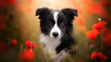 Border Collie Dog Pet In Red Poppy Flowers Field Background Hd Dog
