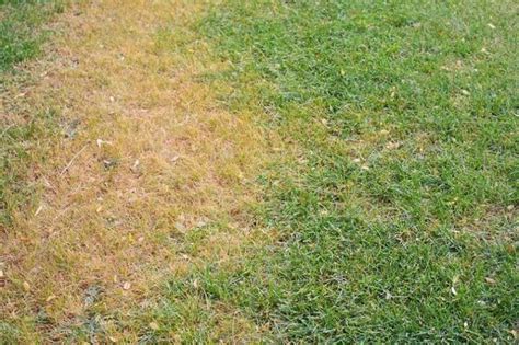 How To Fix A Dead Lawn In 4 Simple And Easy Steps Faqs