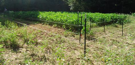The first arm is the fence connected to the power terminal of the fence energiser. Four-wire electric fence system best control of deer access to food plots | AgriLife Today