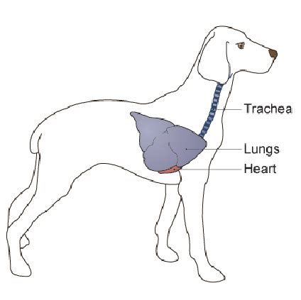 There are two type of lung cancer diagnosed in dogs. Lung Tumors