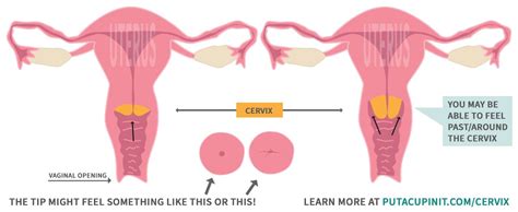 How To Find Your Cervix And Check Its Position For A Menstrual Cup