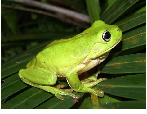 The Common Green Tree Frog Litoria Caerulea Download Scientific