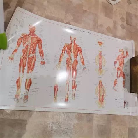 Vintage Human Anatomy Body Wall Chart Anatomical Poster The Muscular System Picclick