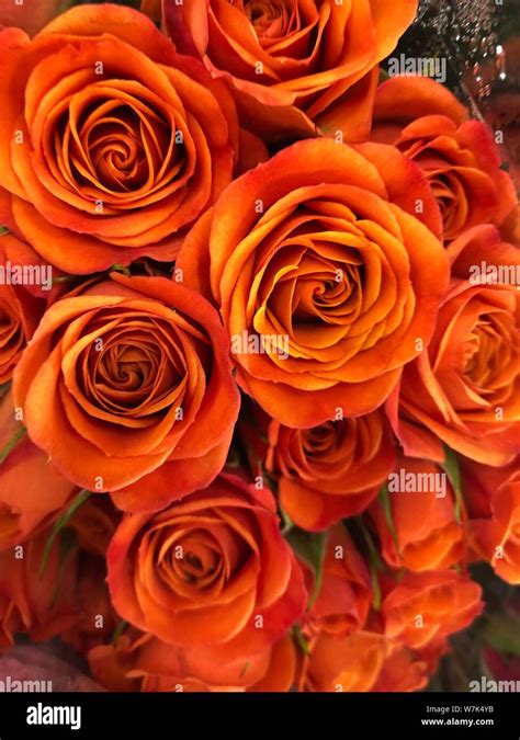 Orange Flowers Wallpapers Desktop Wallpapers
