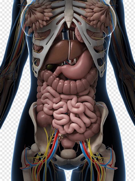 Internal Anatomy Of The Human Body