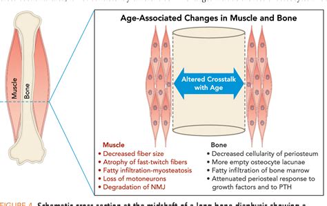 There are around 650 skeletal muscles within the typical human body. Figure 4 from Aging and the muscle-bone relationship. | Semantic Scholar
