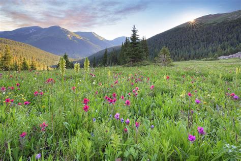 Colorado Rocky Mountain Wildflower Sunrise 1 Photograph By Rob Greebon