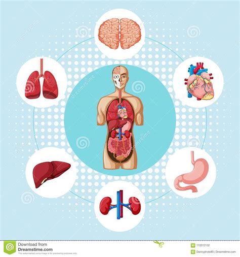 Diagram Showing Different Organs Of Human Stock Vector Illustration