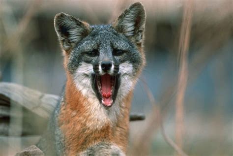 Channel Islands Foxes Are Doing So Well Officials Want To Take Them Off