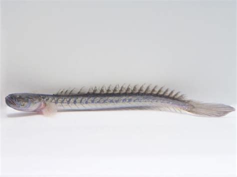 The Prehistoric Dragon Goby Gobioides Broussonnetii Quality Marine