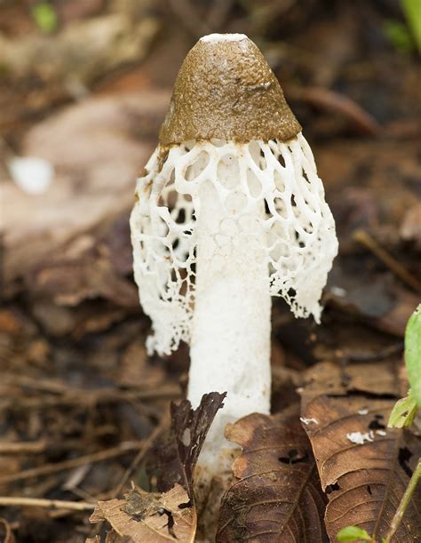 Scientists discover mushroom species that makes women have ...