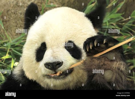 Portrait Of Giant Panda Bear Ailuropoda Melanoleuca Eating Bamboo