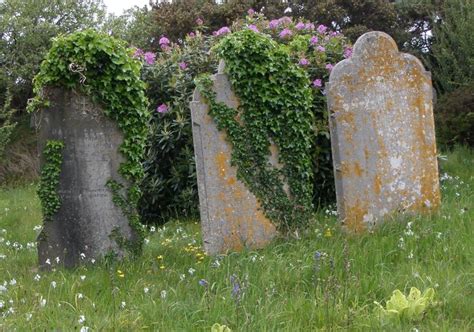 Ivy Covered Tombstones Headstones Graveyard Tombstone