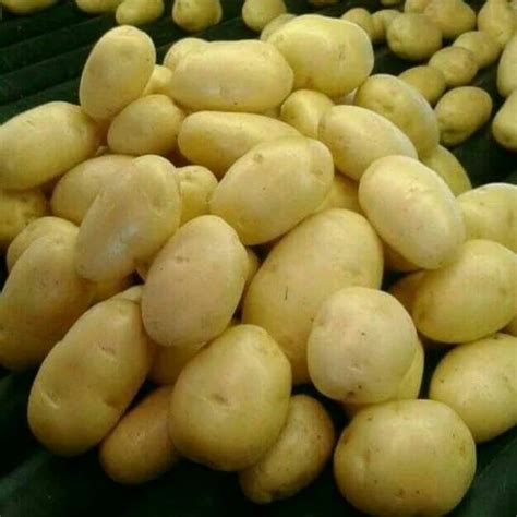 Potato And Potato In Bulk Wholesaler From Gandhinagar