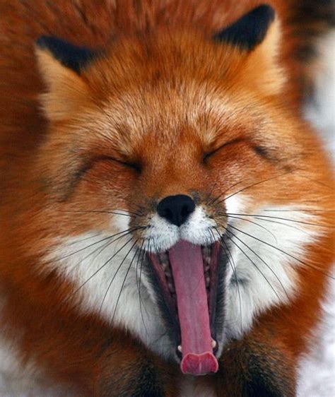 Smiling Red Fox