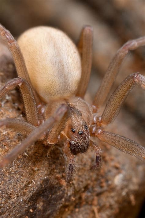 Female Brown Recluse Loxosceles Reclusa Did You Know That Researchers