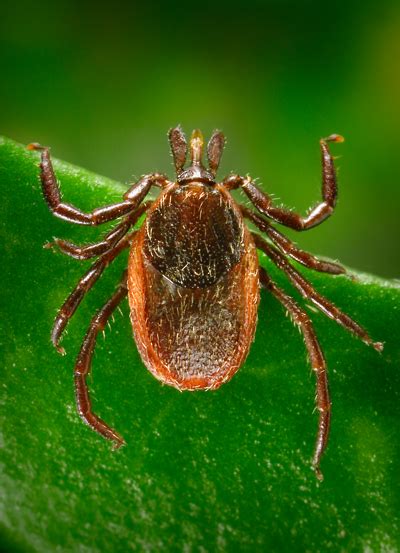 Cdc New Lyme Disease Causing Bacteria Species Discovered