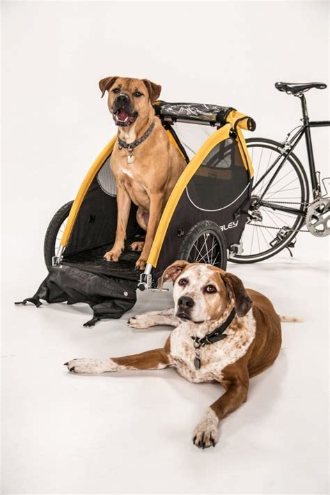 10 Best Dog Bike Trailer Bestsellers In 2021 Dogsrecommend