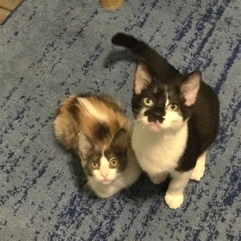 Kitten Rescue Adoption Center