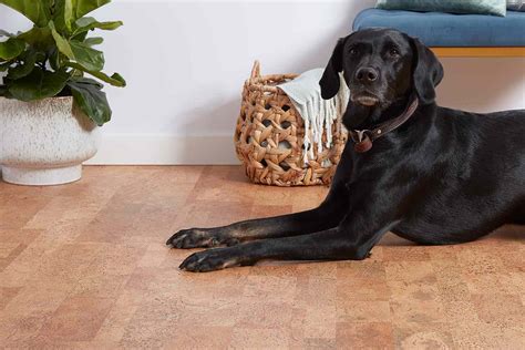 Official website for family friendly & canine friendly properties. Best Flooring Options for Homes With Pets